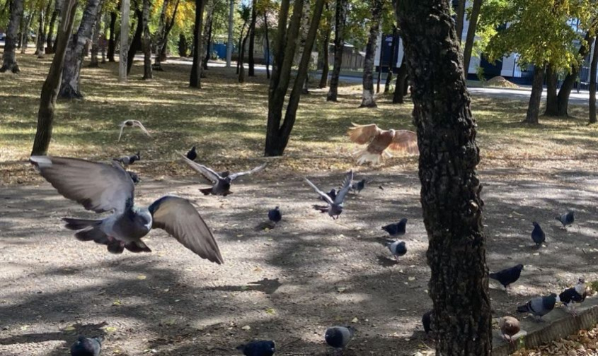 В Приамурье проверили диких птиц на птичий грипп