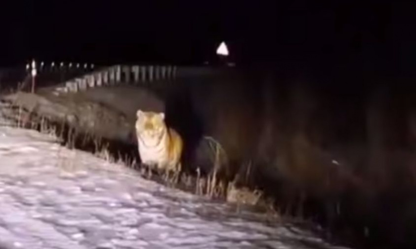 Не наш: видео с тигром, якобы снятое у дороги в Свободненском районе, оказалось фейком